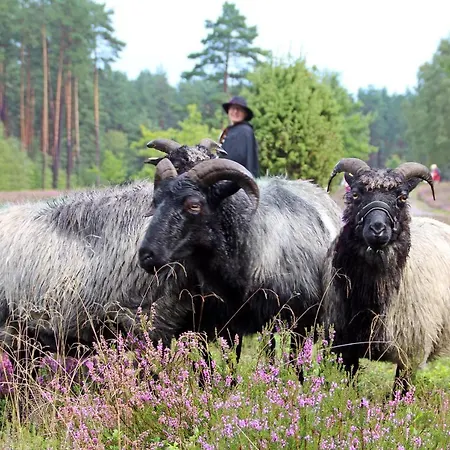 Heidekönig 3* Celle