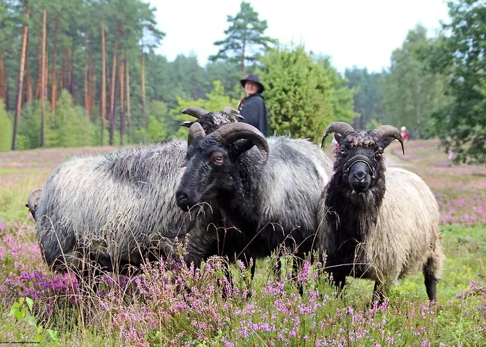 Heidekoenig 3* ツェレ